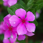4 Pots Pink Vinca Plants Live, 4-6" Tall Ground Cover Vinca Flowers for Outdoor Garden, Landscape, Containers