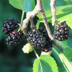 Dwarf Mulberry Plant Live 5-10 Inch Height, Everbearing Mulberry Tree Live Plant for Planting, Sweet Berry Fruit Seedling