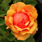 Rose Live Plant for Planting, Fragrant Hybrid Rose Bush, 5-10” Tall, Ready to Grow Flowering Shrub for Outdoor Garden, No Pot (Rosa Orange Rose)