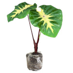 Colocasia Esculenta, Colocasia Live Plant, Elephant Ears Live Plant, Esculenta Taro Live Houseplant, 5-8 Inc Tall, No Pot (Rare Colocasia)