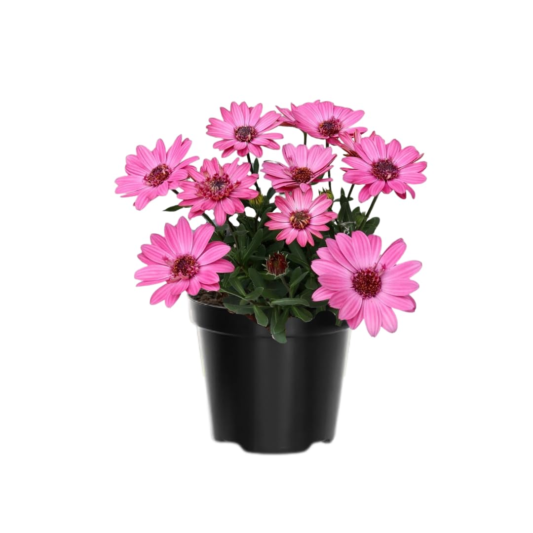 Pink Daisy Plant 4 Inc Potted, Osteospermum Flower Plants Live, 4 Small Plant, Perennial Flower Garden Planting Osteospermum Plants Live Pot