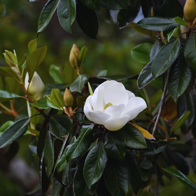 Sweetbay Magnolia Plant Live, 8 to 11 Inches Tall, Magnolia Tree Live Plant for Gardening Shrub Plant Outdoors