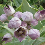4 Milkweed Plants Live, Broadleaf Butterfly Milkweed Asclepias Tuberosa Perennial Wildflowers Swamp Common Bush, 5-9" in Tall, No Pot
