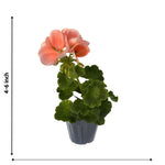 4 Geranium Plants Live from 4 Inc to 7 Inc in Height, Orange Flower Plants Live, Geranium Live Plant