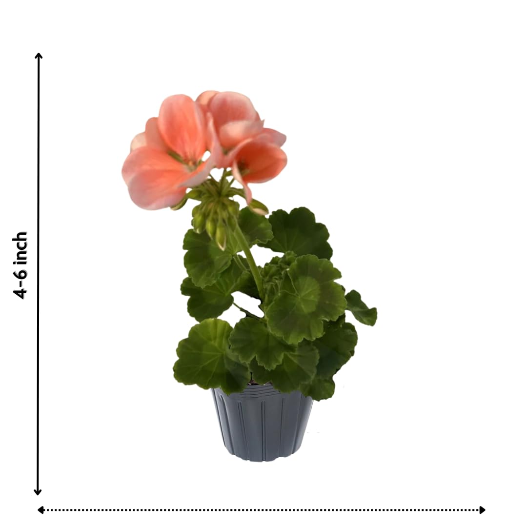 4 Geranium Plants Live from 4 Inc to 7 Inc in Height, Orange Flower Plants Live, Geranium Live Plant