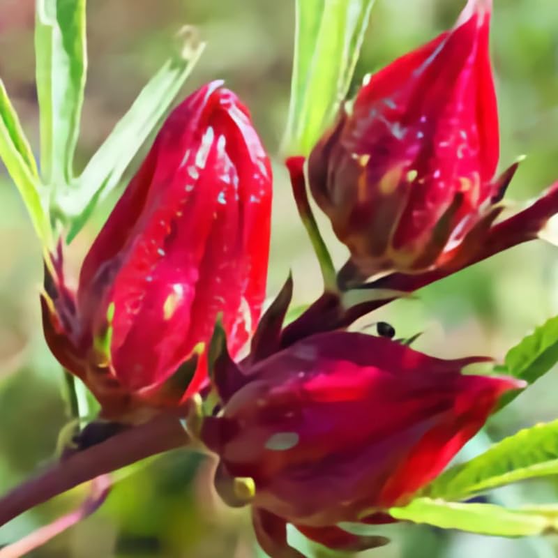 2 Sabdariffa Red Roselle Hibiscus Live Plants, Red Roselle Hibiscus Plant Live for Planting 4-8 Inch Tall, in 4 Inch Pot