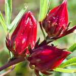 2 Sabdariffa Roselle Hibiscus Plants Live 4-8 Inch Height, in 4 Inch Container, Jamaican Sorrel Red Hibiscus Flowers Seedlings