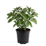 African Blue Basil Plant Live, Basil Plant Live, 2-5 Inc Tall, Fragrant Culinary Herb Seedling for Indoor Outdoor Growing