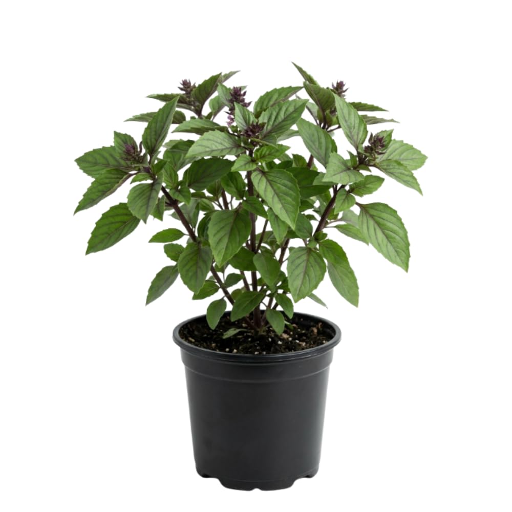 African Blue Basil Plant Live, Basil Plant Live, 2-5 Inc Tall, Fragrant Culinary Herb Seedling for Indoor Outdoor Growing