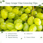 8 Purple Blue Grape Vine Cuttings, 8-12 Inches, Sweet Grape Fruits for Garden Planting, Outdoor Climbing Fruit Vine