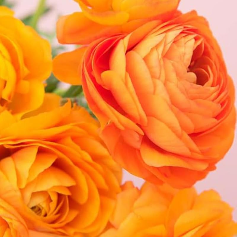 Pack of 30 Ranunculus Bulbs for Spring Planting, Ranunculus Bulbs for Planting, Spring Blooms Vibrant Perennial Bulbs for Garden Borders (Orange Ranunculus)