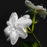 3 Plants of Jasmine Plants Live, Jasmine Maid of Orleans Live Plants, 4 to 6 Inc Long, Live Jasmine Plants, Tea Jasmine Plant for Garden