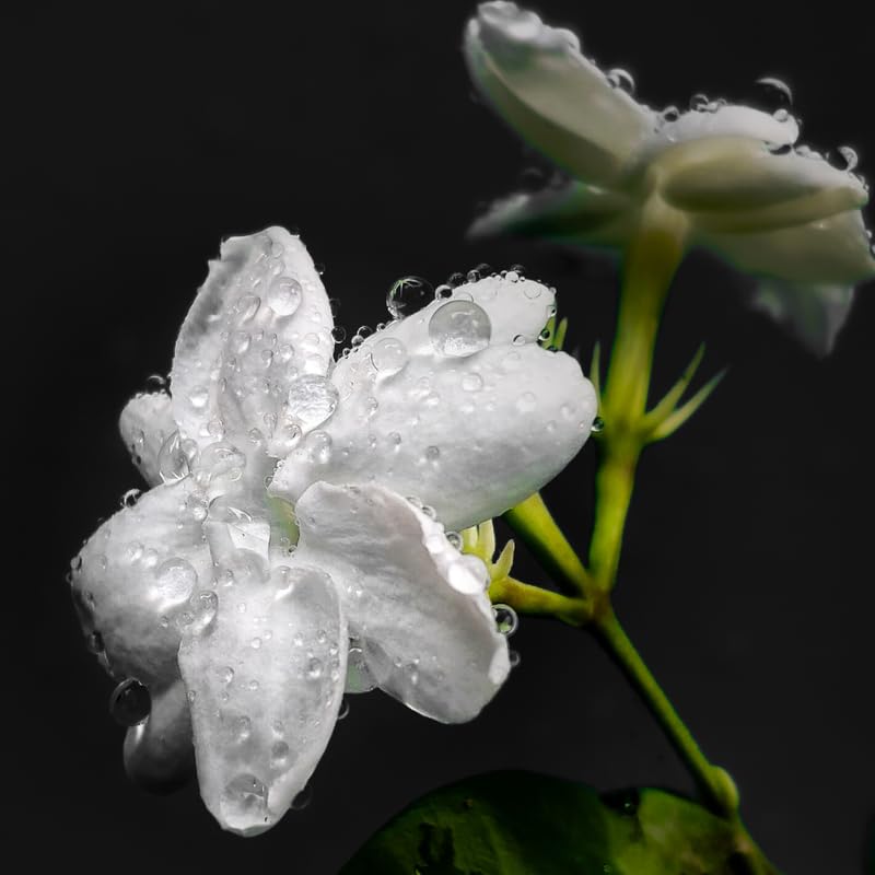 Pack of 3 Jasmine Plants Live, Maid of Orleans Jasmine Live Plant, 5 to 7 Inc in Height Easy to Plant