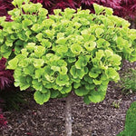 Ginkgo Tree Plant Live 8 Months Old Seedlings, Well Rooted, Ready to Grow, Dormant Focus on Roots Systems, Spring Bud-Break