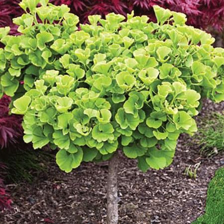 Ginkgo Tree Plant Live 8 Months Old Seedlings, Well Rooted, Ready to Grow, Dormant Focus on Roots Systems, Spring Bud-Break