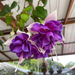 Set 2 White Purple Fuchsia Plants Live 4-7 Inches Tall, Colorful Hanging Flower Plants for Patio, Garden and Containers
