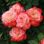 Rose Plant Live, Fragrant Heirloom Flower Bush, 5-10 Inch Tall, Grows as Climbing or Shrub for Outdoor Garden, No Pot (Coral Rose)