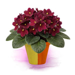 African Violet Live Plant in 4" Pot, Red African Violets Plants Houseplant Well-Rooted, Indoor Outdoor Blooming, Holiday Flower Bush