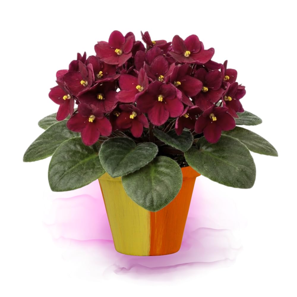 African Violet Live Plant in 4" Pot, Red African Violets Plants Houseplant Well-Rooted, Indoor Outdoor Blooming, Holiday Flower Bush
