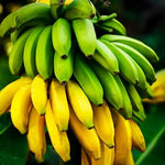 Dwarf Cavendish Banana Plant Live, 4-6" Tall Well-Rooted for Indoor Tropical Displays, Cold Hardy Banana Fruit Tree