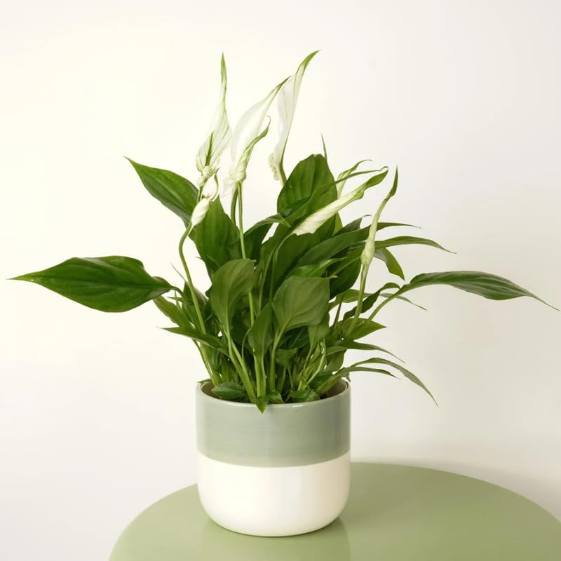 Pack 2 Peace Lily Plants, Peace Lily Houseplant, Well Rooted Indoor House Plant 4-7 Inch Tall, Green Foliage