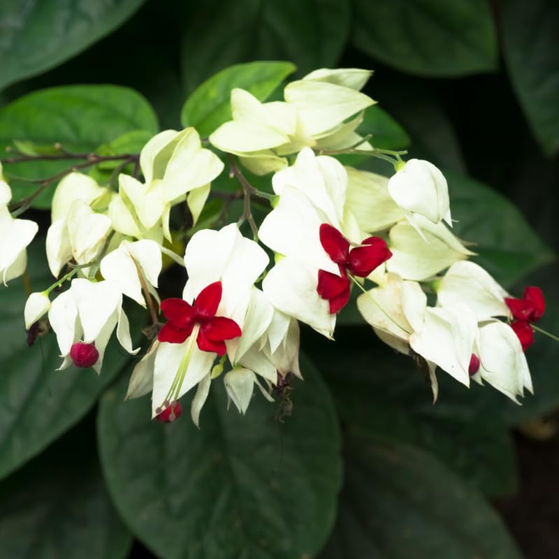 Set 2 White Bleeding Heart Vine Plants Live, Clerodendrum Live Plant, Bleeding Heart Live Plant - 6-8 Inch Plant, Long Blooming, Perennial