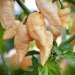 Pack 2 Peach Ghost Scorpion Pepper Live Plants, Hot Pepper Live Plants, Live Pepper Chili Plants for Growing, 80 Days Old Plants