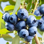 Blueberry Tree Live Plant for Planting, 5-10" Tall, Blueberry Plant Live, Sweet Blueberry Bush Live Plant (Top Hat Blueberry)