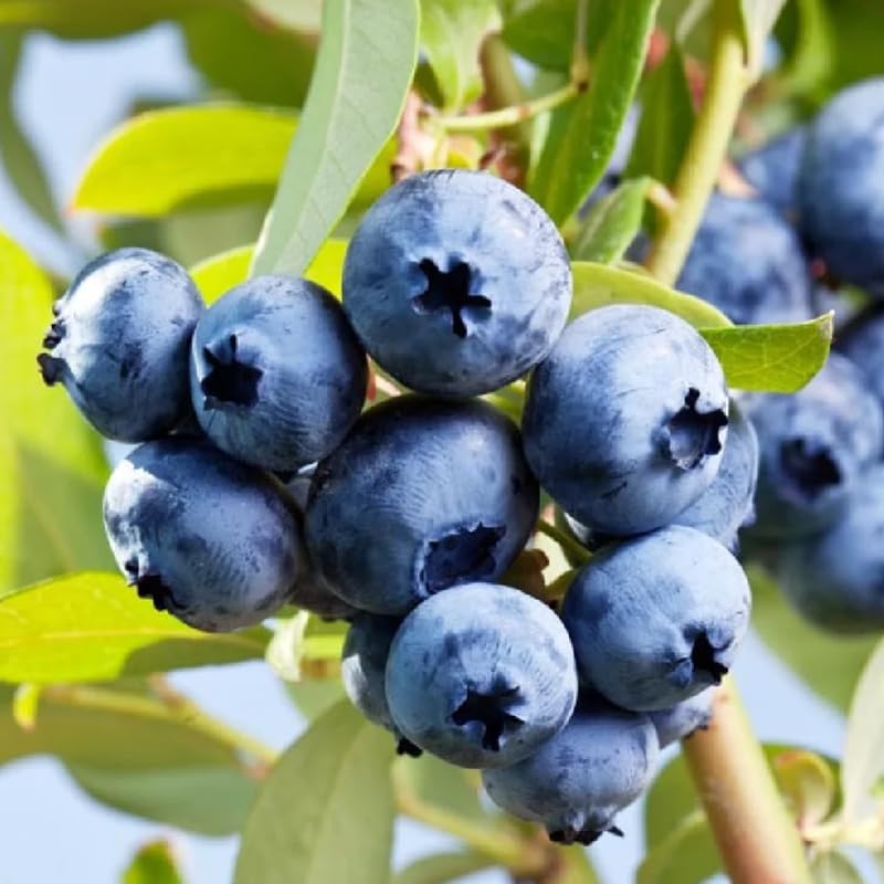 2 Blueberry Plants Live, Blueberry Trees Live Plant, Blueberry Bush Live Plant, 5-12" Tall, Blueberries Fruit Tree Ready to Grow (Sunshine Blue Blueberry Plants)