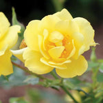 Rose Bush Live Plant, Hybrid Tea Rose Plant Live, 5-9 Inch Tall, Fragrant Flowers Tree, Well-Rooted 1 Year Old, No Pot (Yellow Rose Plant)