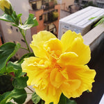Hardy Hibiscus Plants Live, Tropical Hibiscus Plant, Hibiscus Tree Live Plant, Perennial Flower Bush, 6 to 8 Inch Tall, Double Gold Hibiscus