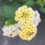 2 Yellow White Lantana Plants Live, Colorful Perennial, Long-Blooming and Very Hardy, Size 5 to 12 Inches in Tall, Well-Rooted, Outdoor Planting