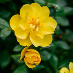 Rose Plant Live, Fragrant Heirloom Flower Bush, 5-10 Inch Tall, Grows as Climbing or Shrub for Outdoor Garden, No Pot (Yellow Rose)