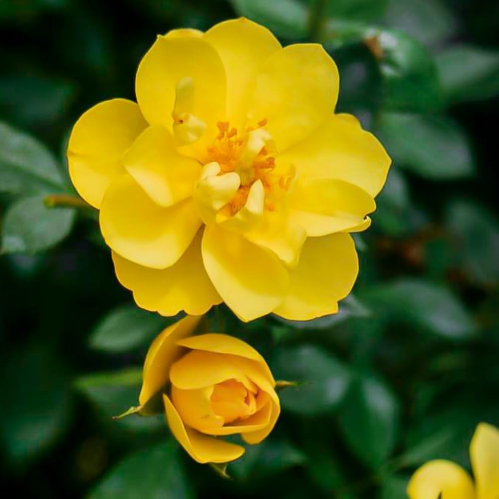Rose Plant Live, Fragrant Heirloom Flower Bush, 5-10 Inch Tall, Grows as Climbing or Shrub for Outdoor Garden, No Pot (Yellow Rose)