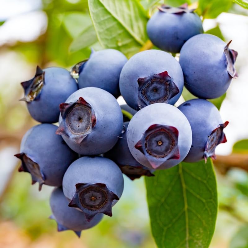 2 Southern Highbush Blueberry Plants Live for Outdoor Growing, Cold Hardy Blueberry Trees Live Plants, Blueberries Bushes, Hardy and High Yield Seedlings, Starter 4 to 7", No Pot