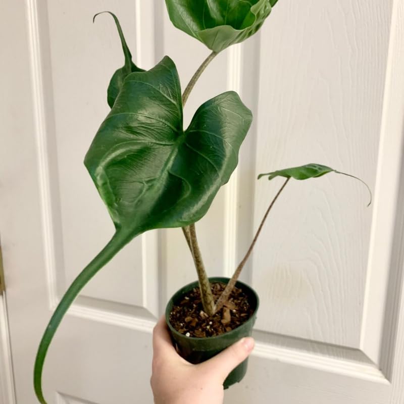Common Alocasia Plant 4-8 Inch Tall, Tropical Alocasia Indoor Houseplant, Well Rooted Elephant Ear for Growing