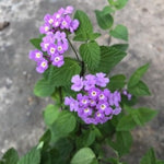 2 Purple Lantana Plants Live, Colorful Perennial, Long-Blooming and Very Hardy, Size 5 to 12 Inches in Tall, Well-Rooted, Outdoor Planting