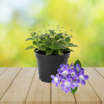 Streptocarpus Live Plant in 3.25" Pot, 5-8" False African Violet Ladyslipper Primose Plant for Spring Planting, Indoor Outdoor Home Décor (Blue White)