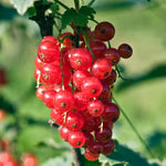 Currant Bush Live Plant, Currant Tree Live Plant for Planting, 5-10 Inch Tall, Currant Plant Live Ready to Grow Outdoors, Currant Berries Fruit Tree Starter Plant (Red Currant)