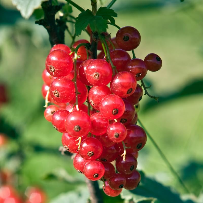 Currant Bush Live Plant, Currant Tree Live Plant for Planting, 5-10 Inch Tall, Currant Plant Live Ready to Grow Outdoors, Currant Berries Fruit Tree Starter Plant (Red Currant)