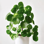 Pilea Peperomioides Live, Large Money Plants, Money Tree Plant Indoor, 4 to 6 Inc Tall Plant Live Houseplants for Garden