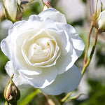 Rose Plant Live, Hybrid Tea Rose Bush Live Plant, 5-9 Inch Tall, Fragrant Flowers Shrub Ready to Plant Outdoor, No Pot, Well-Rooted (White Rose)