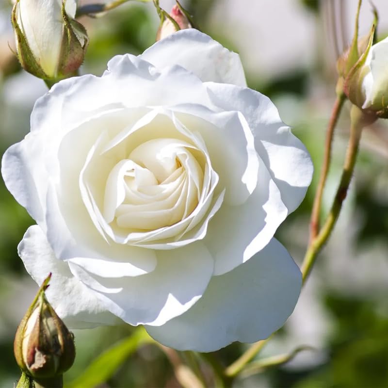 Rose Plant Live, Hybrid Tea Rose Bush Live Plant, 5-9 Inch Tall, Fragrant Flowers Shrub Ready to Plant Outdoor, No Pot, Well-Rooted (White Rose)