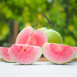 Pink Guava Tree Live Plant, 19-25 Inches Tall in Pot, Well Rooted, Ready to Bear Fruit, Large Guava Trees for Planting, 1-2 Years Old