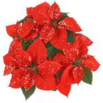 2 Poinsettia Plants Live, Rare Red Poinsettia Flowers Christmas Decorations, Holiday Houseplant, Poinsettias Trees Plants, No Pot, 5-9" Tall