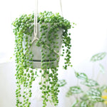 String of Pearls Live Plant, in Pot, Trailing Succulent Plant, Hanging Vine Live Indoor Houseplant