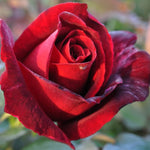 Rose Plant Live, Roses Bush Ready to Plant, 5-10 Inch Height, Ornamental Fragrant Flowers (Red Rose)