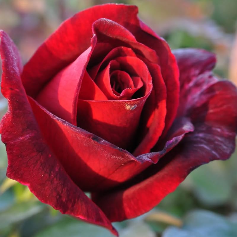 Rose Plant Live, Roses Bush Ready to Plant, 5-10 Inch Height, Ornamental Fragrant Flowers (Red Rose)