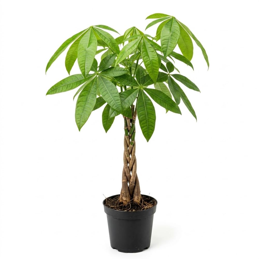 Money Tree, Live Money Tree, Easy Care Houseplant, 6-10 Inc Tall, Indoor Plant for Home and Office Decoration