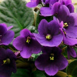 Dark Purple African Violet Live Plant, 4 Inch Pot African Violets Live Plant, Live Afican Violets Plants, Flowering African Violets Live Plants Indoor Garden, Perennial Live African Violet Plants